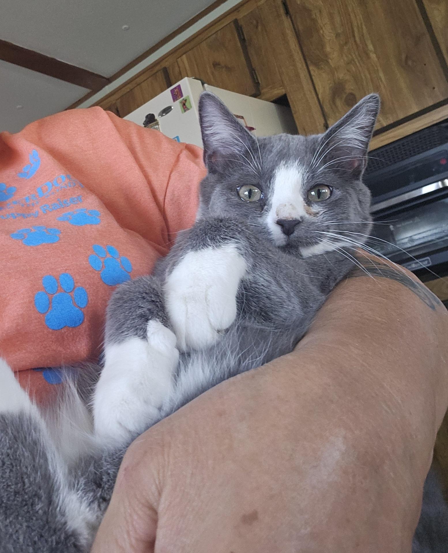 Bubba, a Adoptable Domestic Short Hair in West Lafayette, IN image 5/5