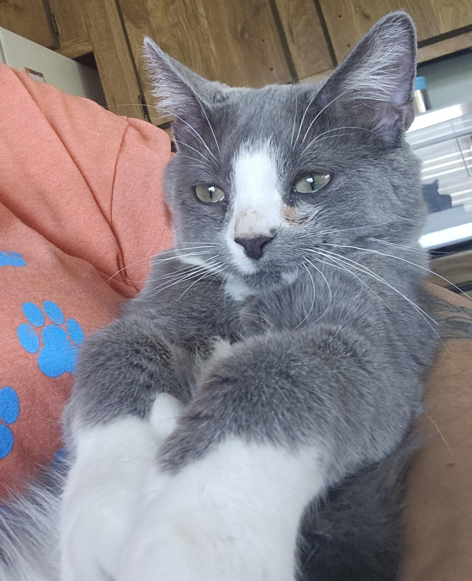 Bubba, a Adoptable Domestic Short Hair in West Lafayette, IN image 2/5