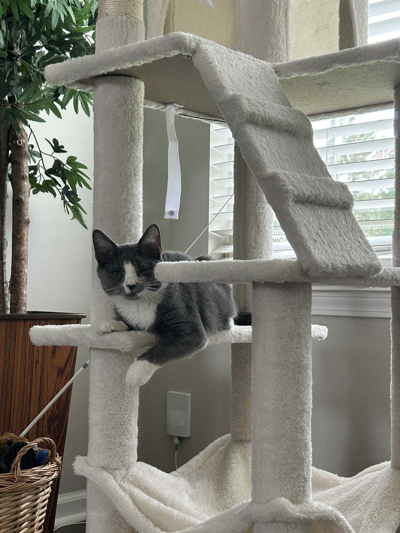 Bubba, a Adoptable Domestic Short Hair in West Lafayette, IN image 4/5