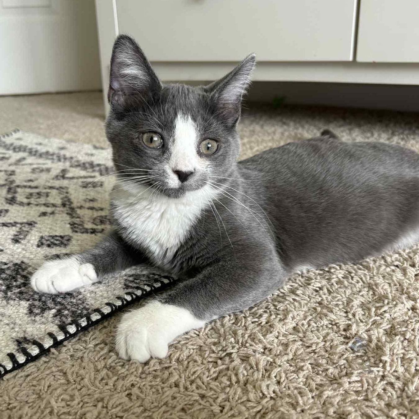 Bubba, a Adoptable Domestic Short Hair in West Lafayette, IN image 1/5