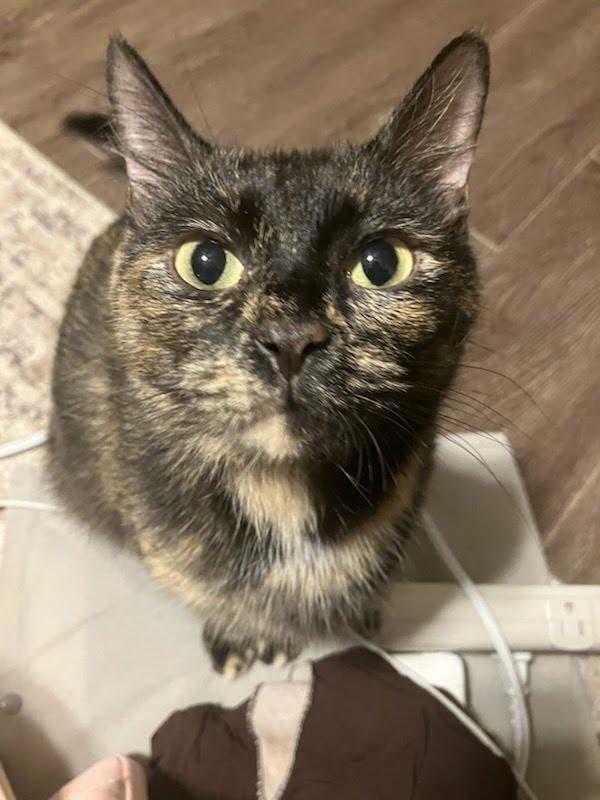 Sabrina, a Adoptable mixed breed in West Lafayette, IN image 1/6