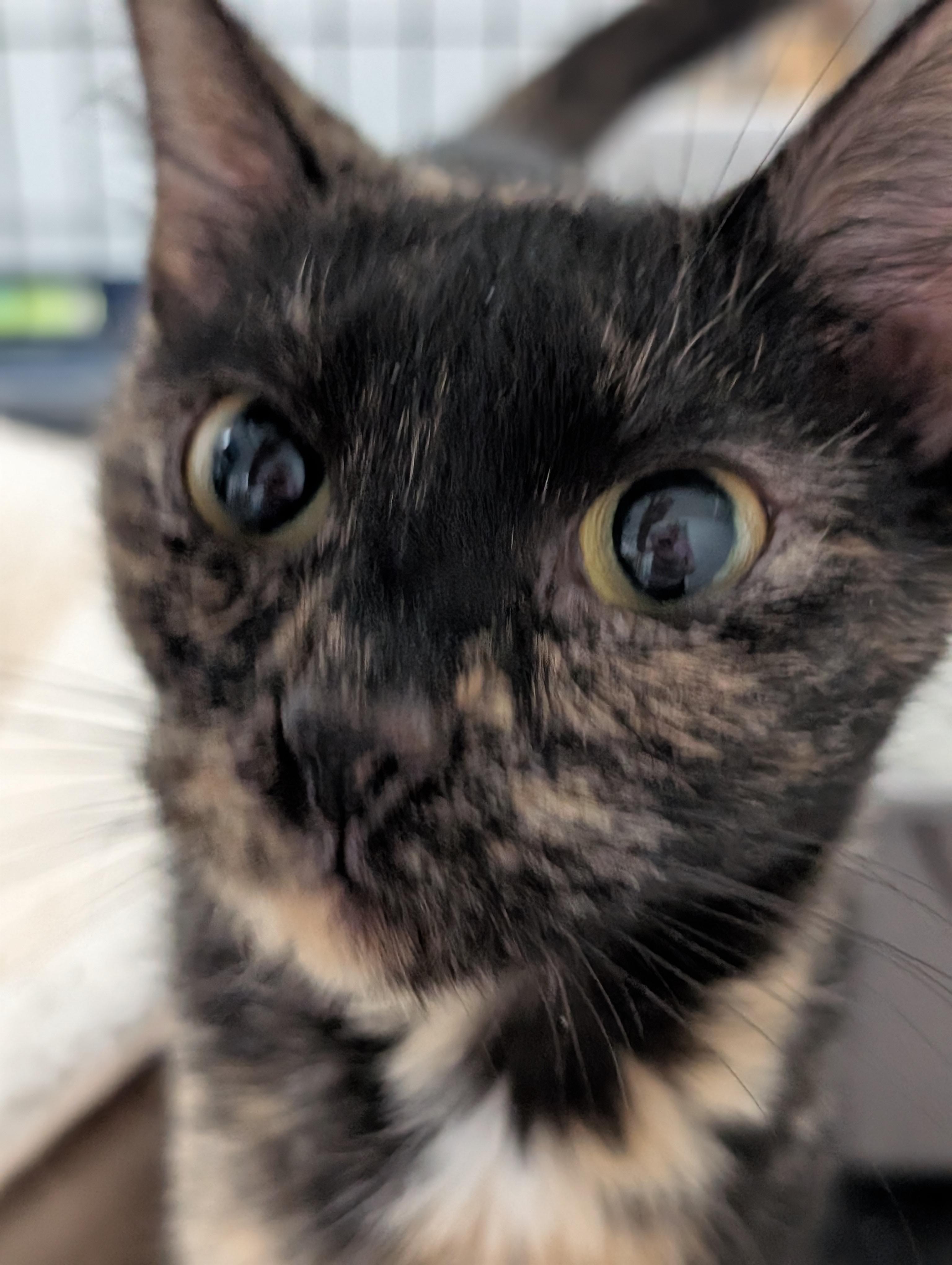 Sabrina, a Adoptable mixed breed in West Lafayette, IN image 2/6