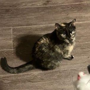 Sabrina, a Adoptable mixed breed in West Lafayette, IN image 6/6