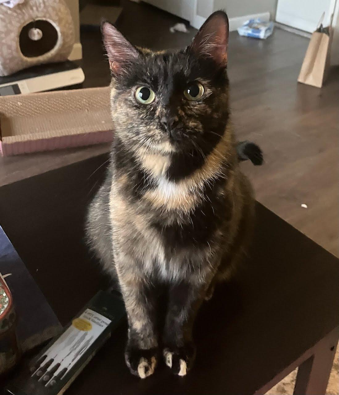 Sabrina, a Adoptable mixed breed in West Lafayette, IN image 3/6