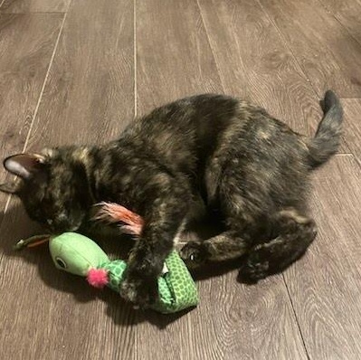 Sabrina, a Adoptable mixed breed in West Lafayette, IN image 5/6