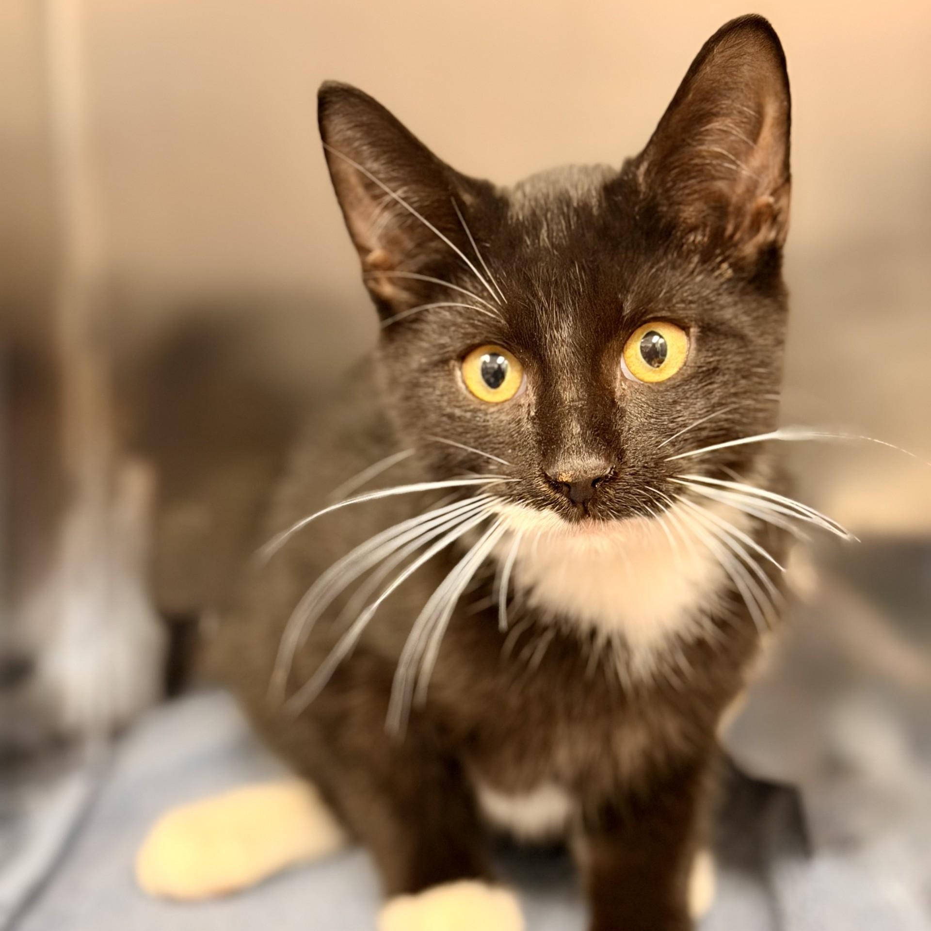 Zuzu, Adoptable, Kitten Male Domestic Short Hair.
