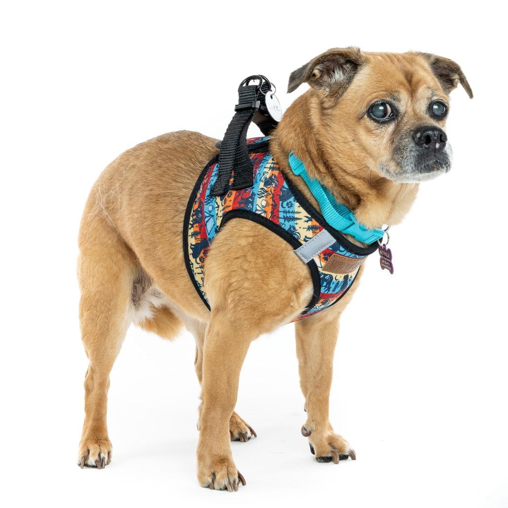 Lupe 13638, a Adoptable mixed breed in San Francisco, CA image 3/6