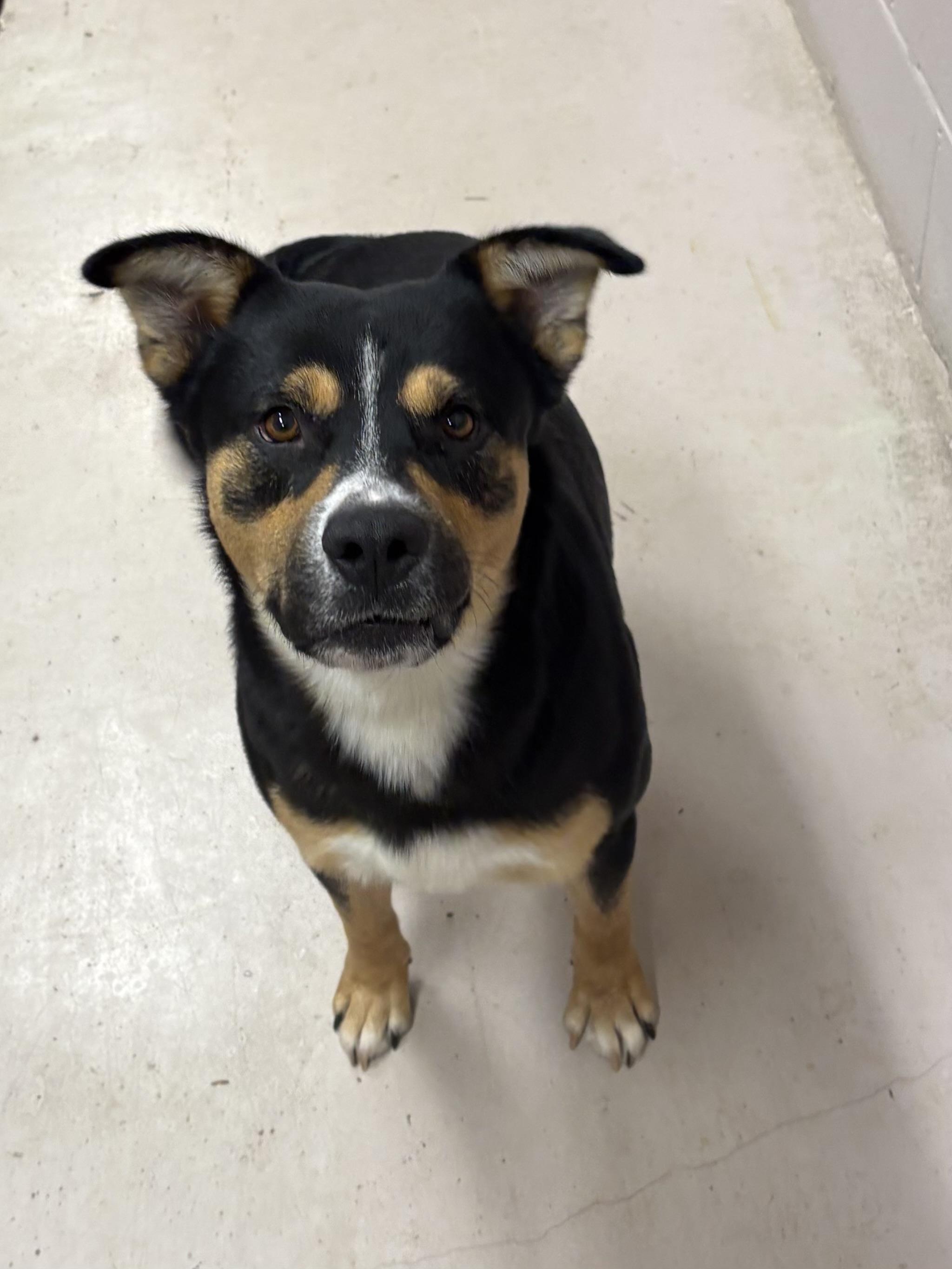 Clark Griswold, a ADOPTABLE mixed breed in Greensboro, GA image 1/4