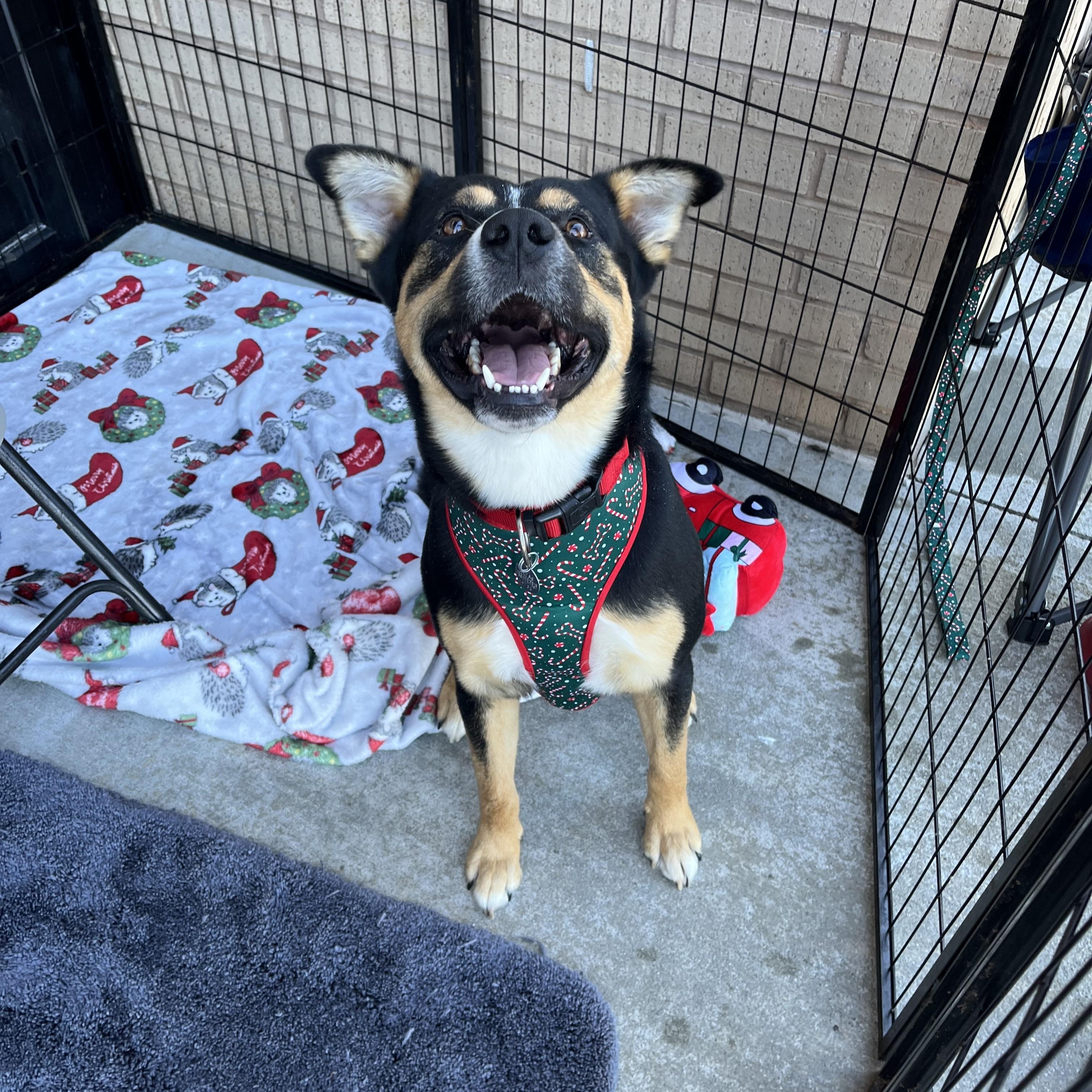 Clark Griswold, a ADOPTABLE mixed breed in Greensboro, GA image 2/4