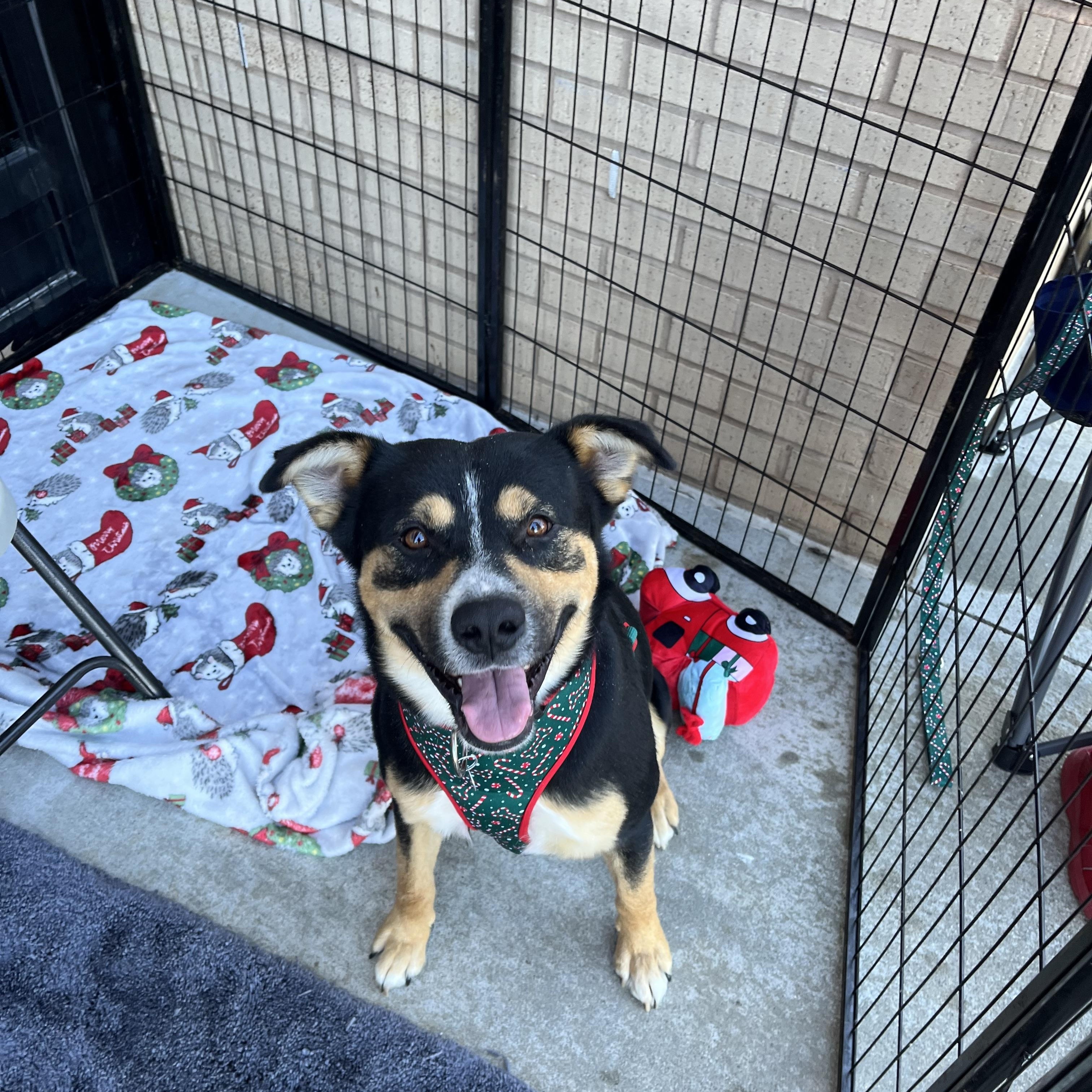 Clark Griswold, a ADOPTABLE mixed breed in Greensboro, GA image 3/4