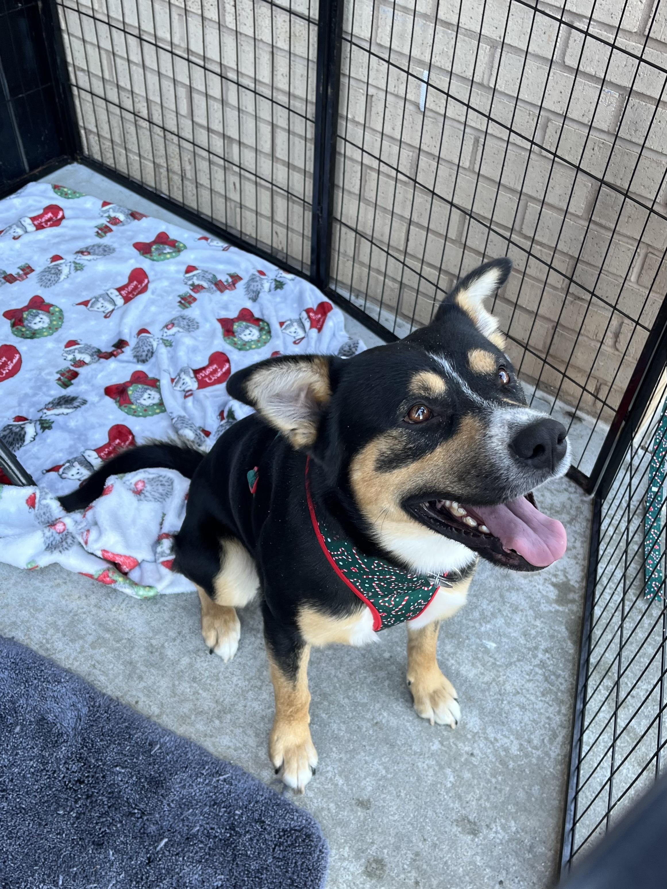 Clark Griswold, a ADOPTABLE mixed breed in Greensboro, GA image 4/4