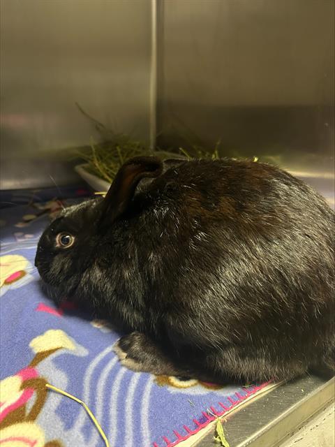 ILYA, Adoptable, Adult Male Rex.