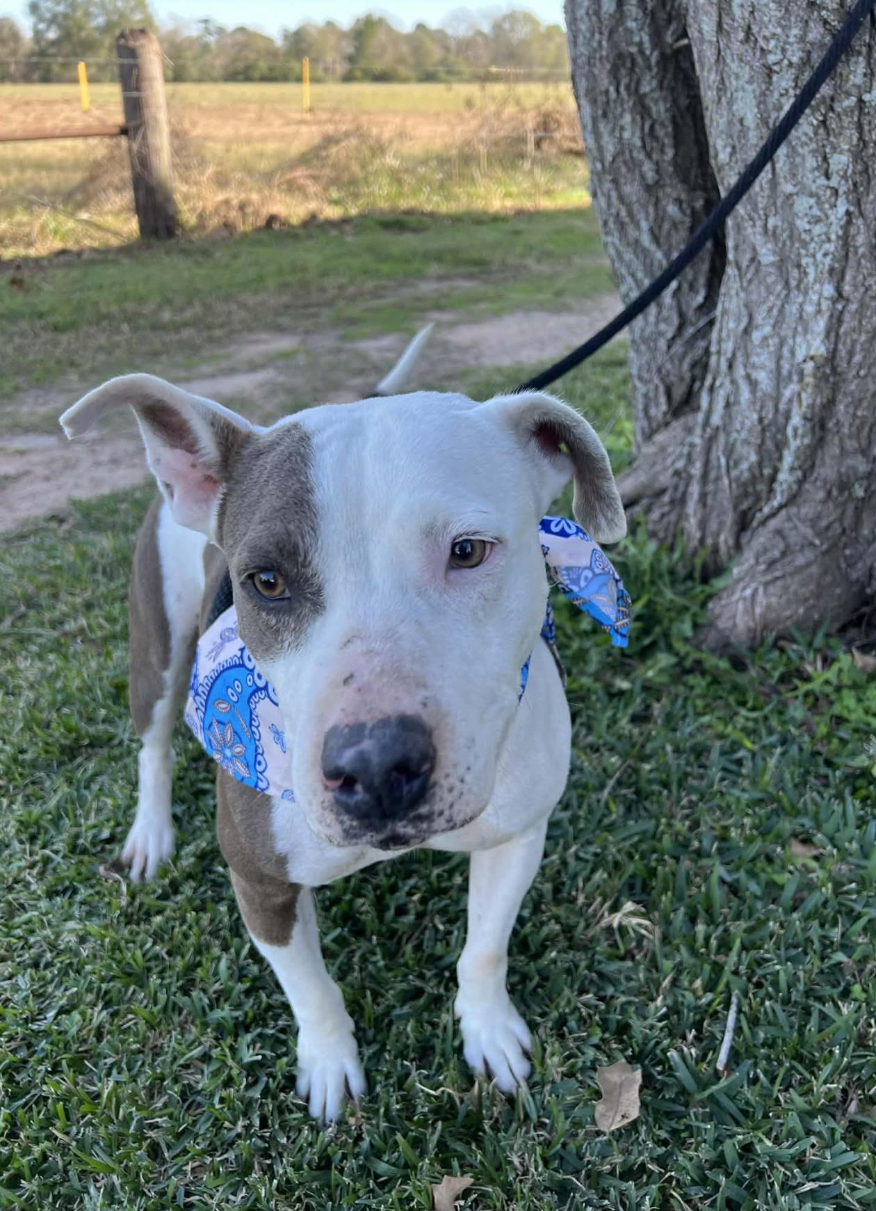 Alley — thumbnail 3