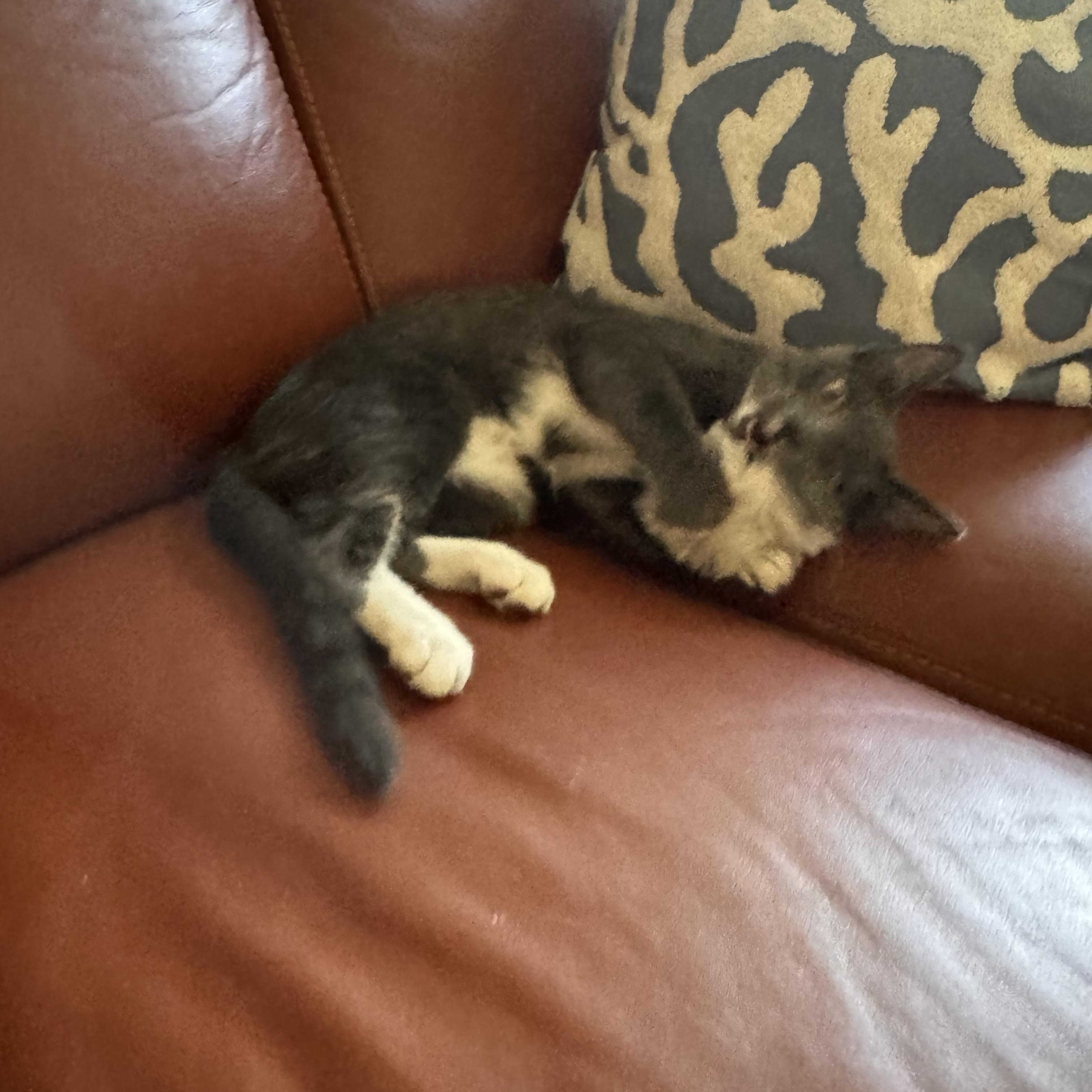 Enlarge Athena, a Adoptable Tuxedo in Stockton, CA image 5/6