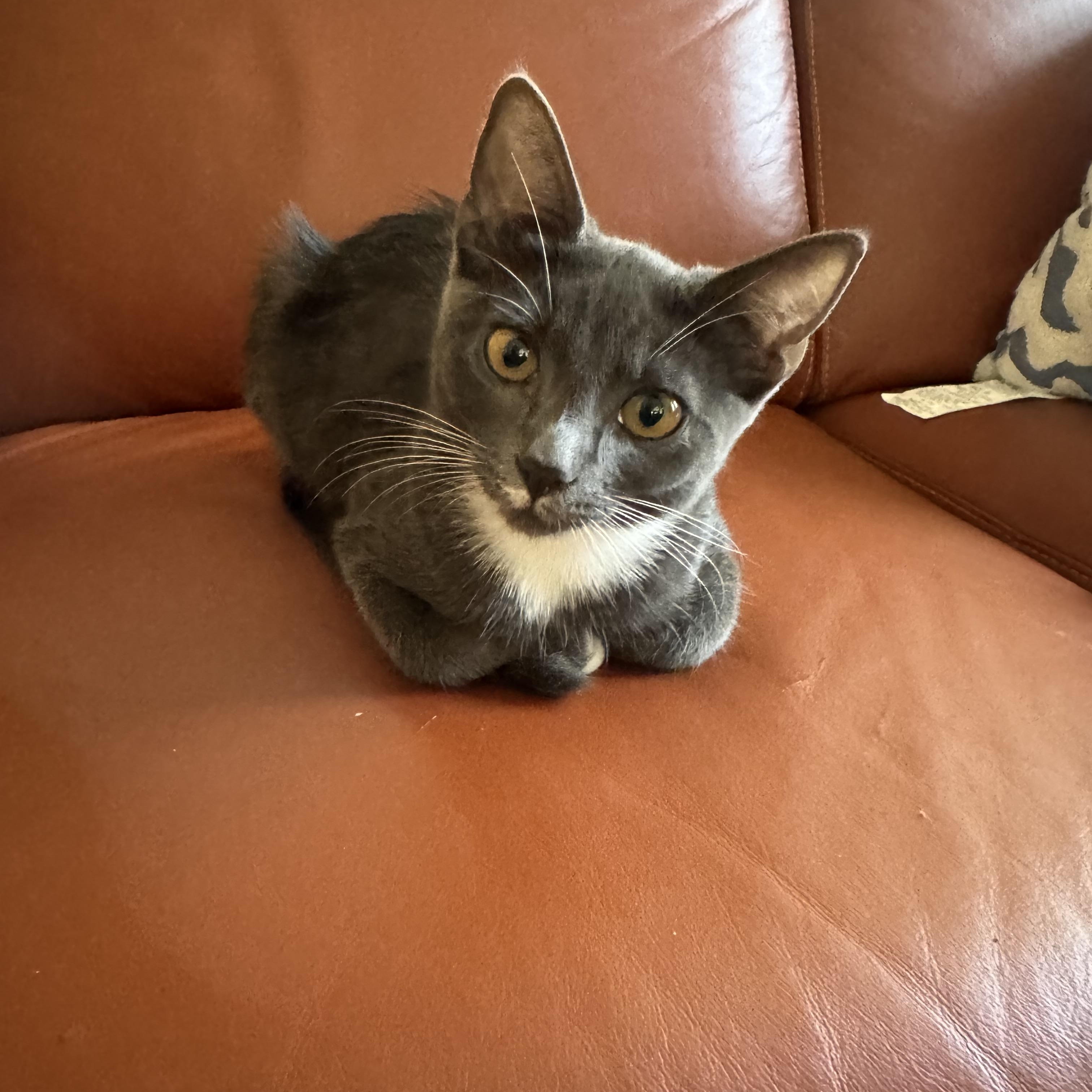 Enlarge Athena, a Adoptable Tuxedo in Stockton, CA image 4/6