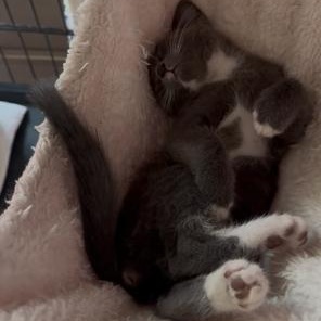 Enlarge Athena, a Adoptable Tuxedo in Stockton, CA image 2/6