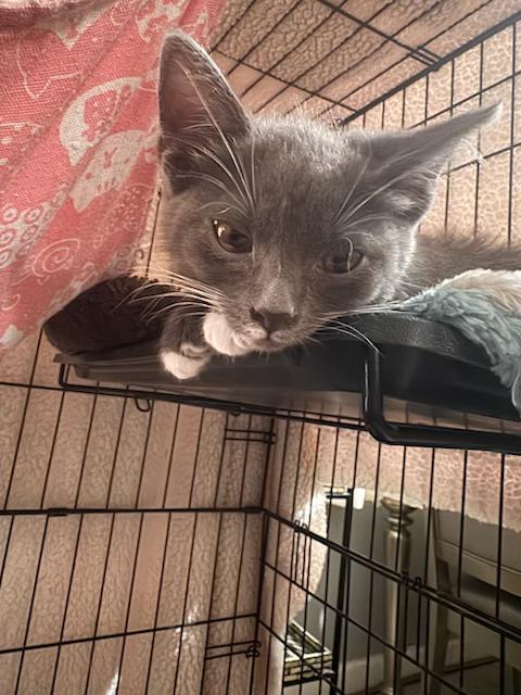 Enlarge Athena, a Adoptable Tuxedo in Stockton, CA image 3/6