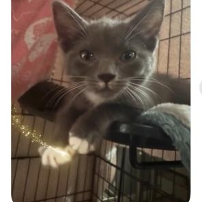 Athena, Adoptable, Kitten Female Tuxedo.