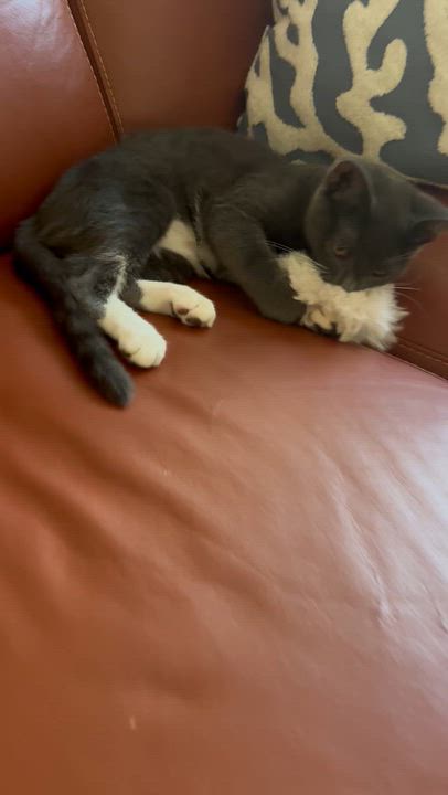 Enlarge Athena, a Adoptable Tuxedo in Stockton, CA video 6/6