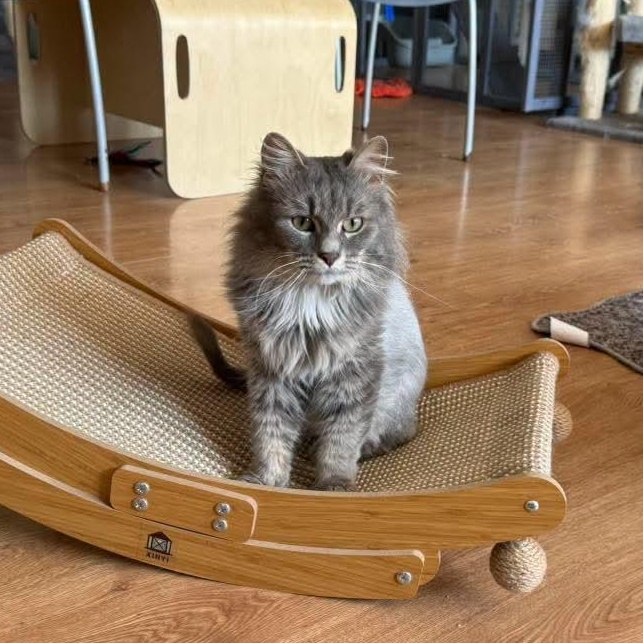 Enlarge Bennette, a ADOPTABLE Domestic Medium Hair in Holland , MI image 2/3