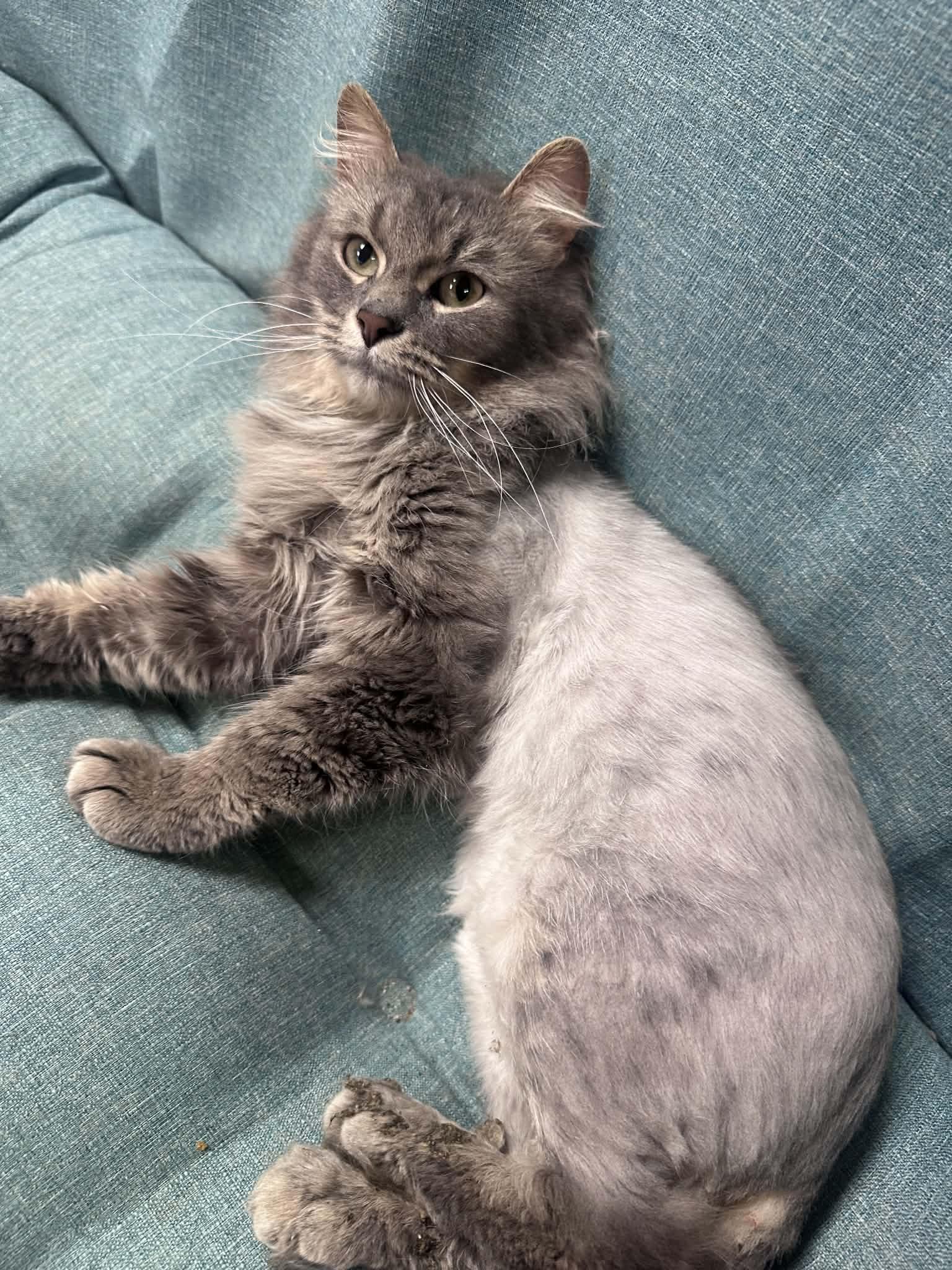 Bennette, ADOPTABLE, Adult Male Domestic Medium Hair.