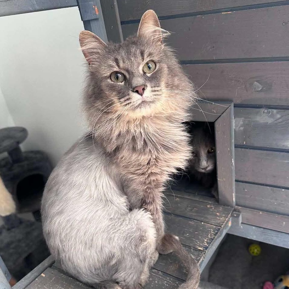 Enlarge Bennette, a ADOPTABLE Domestic Medium Hair in Holland , MI image 3/3