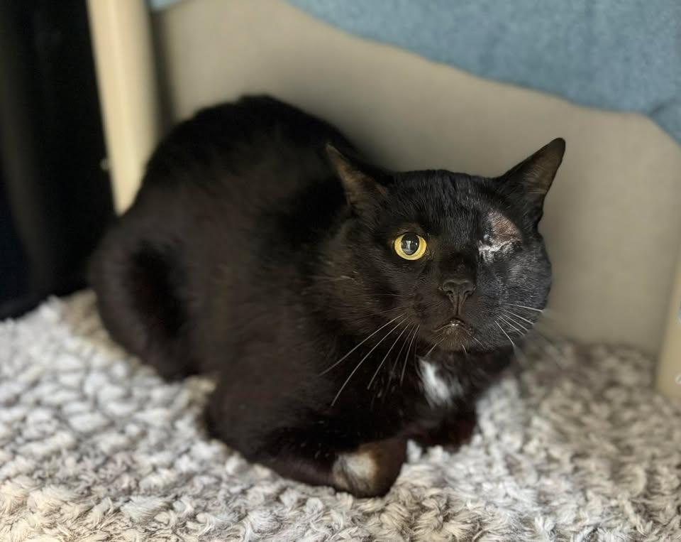 Enlarge Remy, a ADOPTABLE mixed breed in Keswick, ON image 1/1