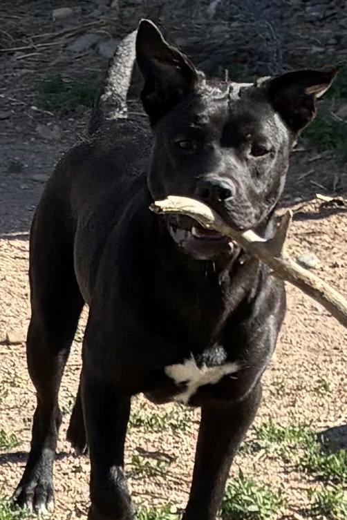 Enlarge Lotte, a Adoptable Staffordshire Bull Terrier in Westminster, CO image 1/3