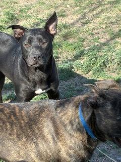 Enlarge Lotte, a Adoptable Staffordshire Bull Terrier in Westminster, CO image 2/3