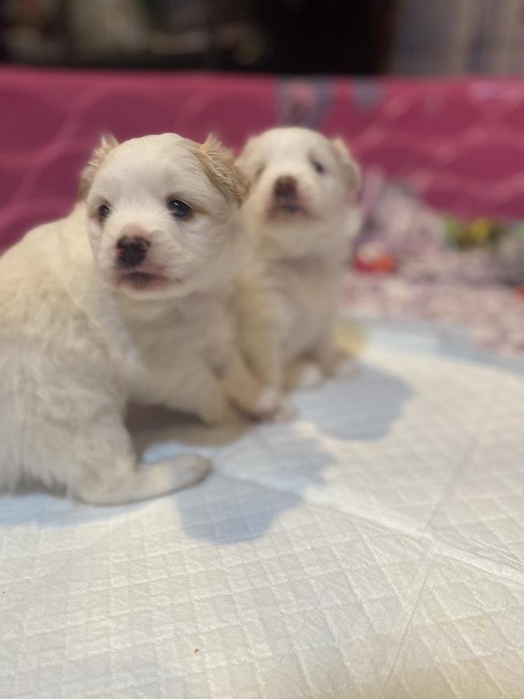 Enlarge Kacey, a Adoptable mixed breed in Elkhart , IN image 2/6