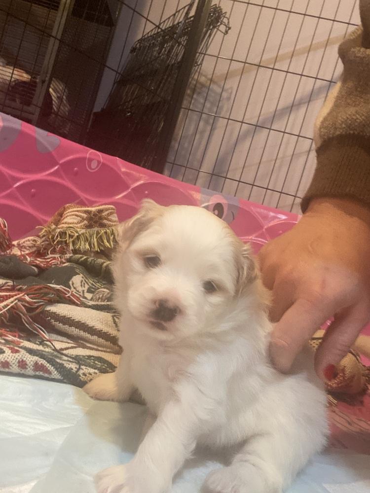 Enlarge Kacey, a Adoptable mixed breed in Elkhart , IN image 3/6