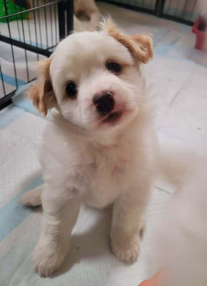 Enlarge Kacey, a Adoptable mixed breed in Elkhart , IN image 4/6