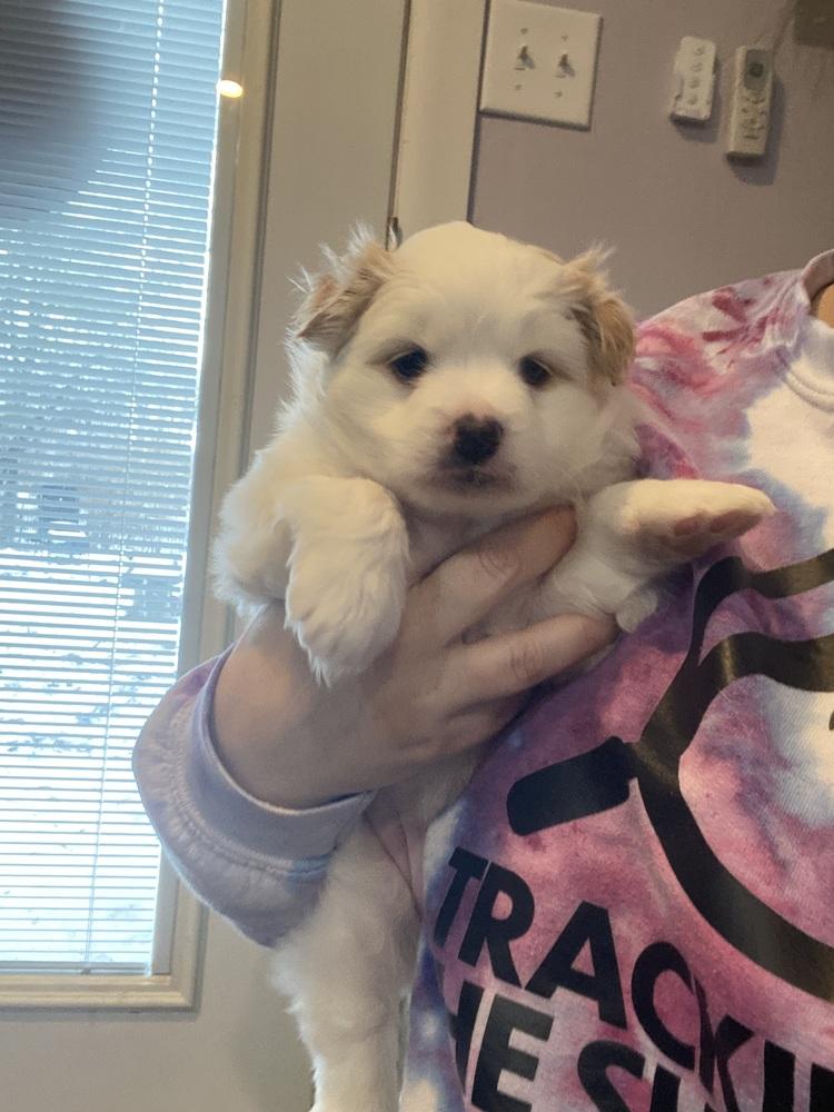 Enlarge Kacey, a Adoptable mixed breed in Elkhart , IN image 5/6