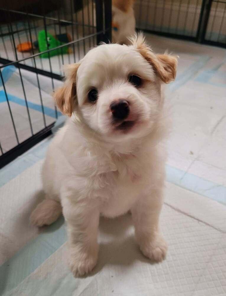 Enlarge Kacey, a Adoptable mixed breed in Elkhart , IN image 6/6