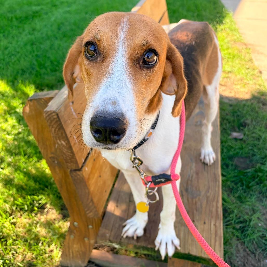 Enlarge Monkey D. Dragon, a Adoptable Mixed Breed in Grand Rapids, MI image 2/4