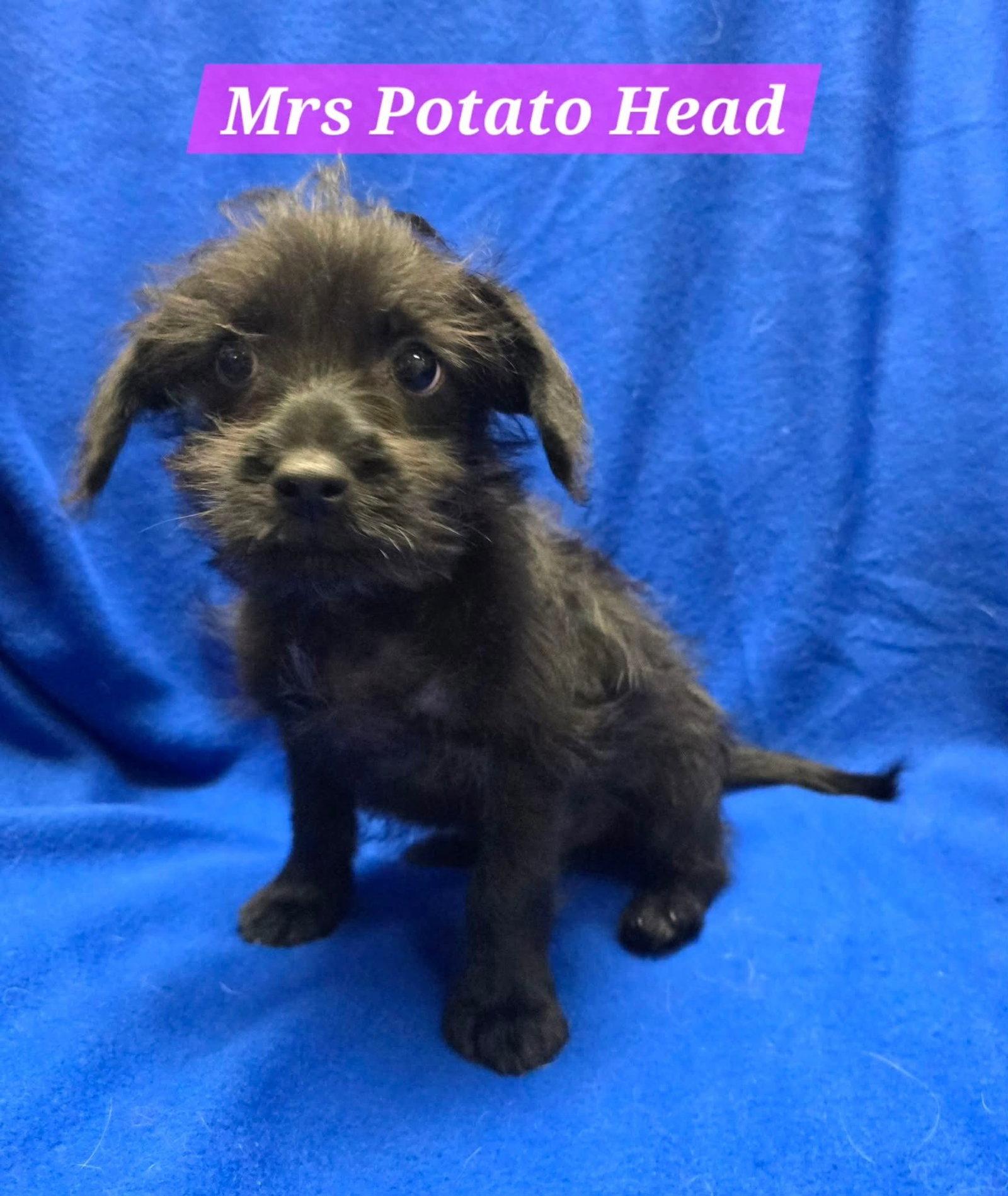 Mrs Potato Head, Adopted, Puppy Female Terrier.