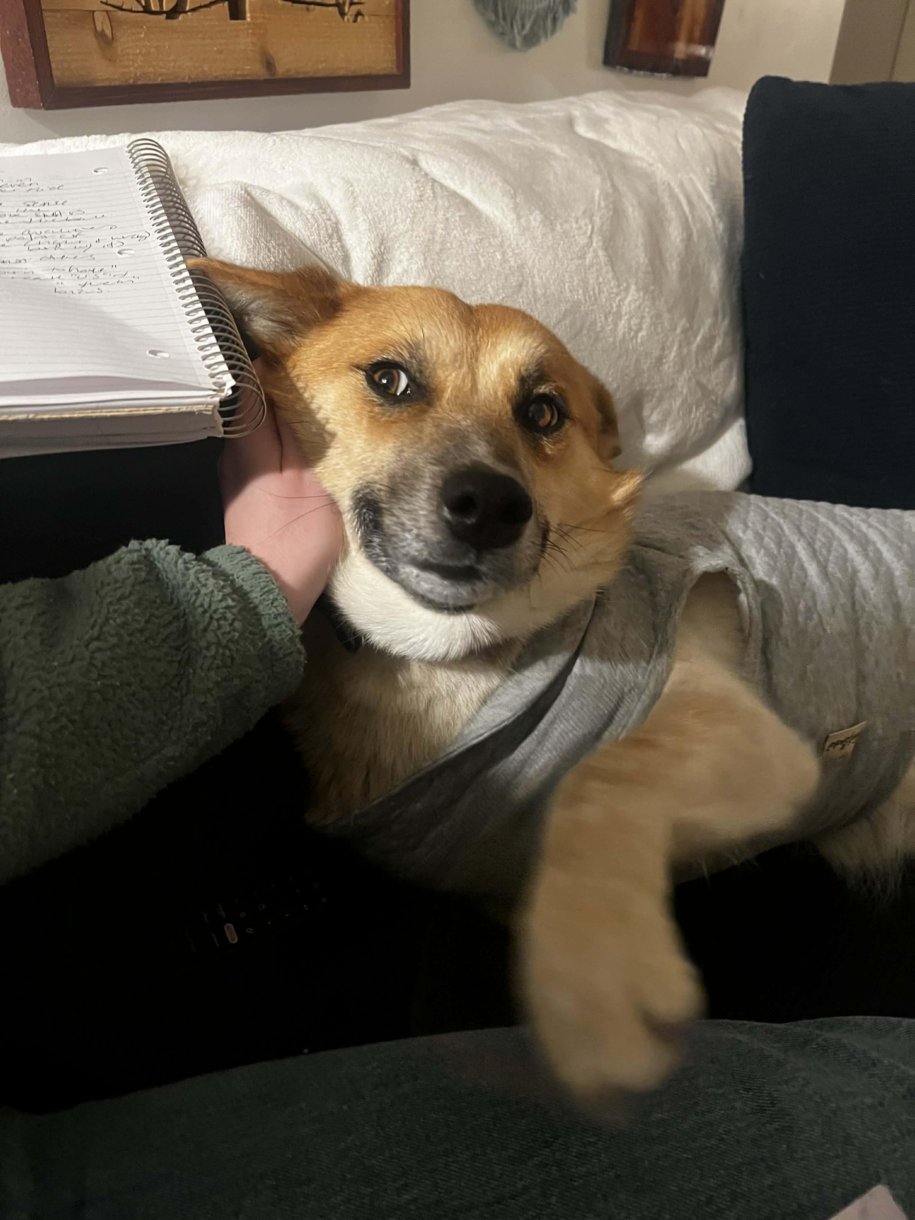 Momo , an adopted mixed breed in Bend, OR image 1/6