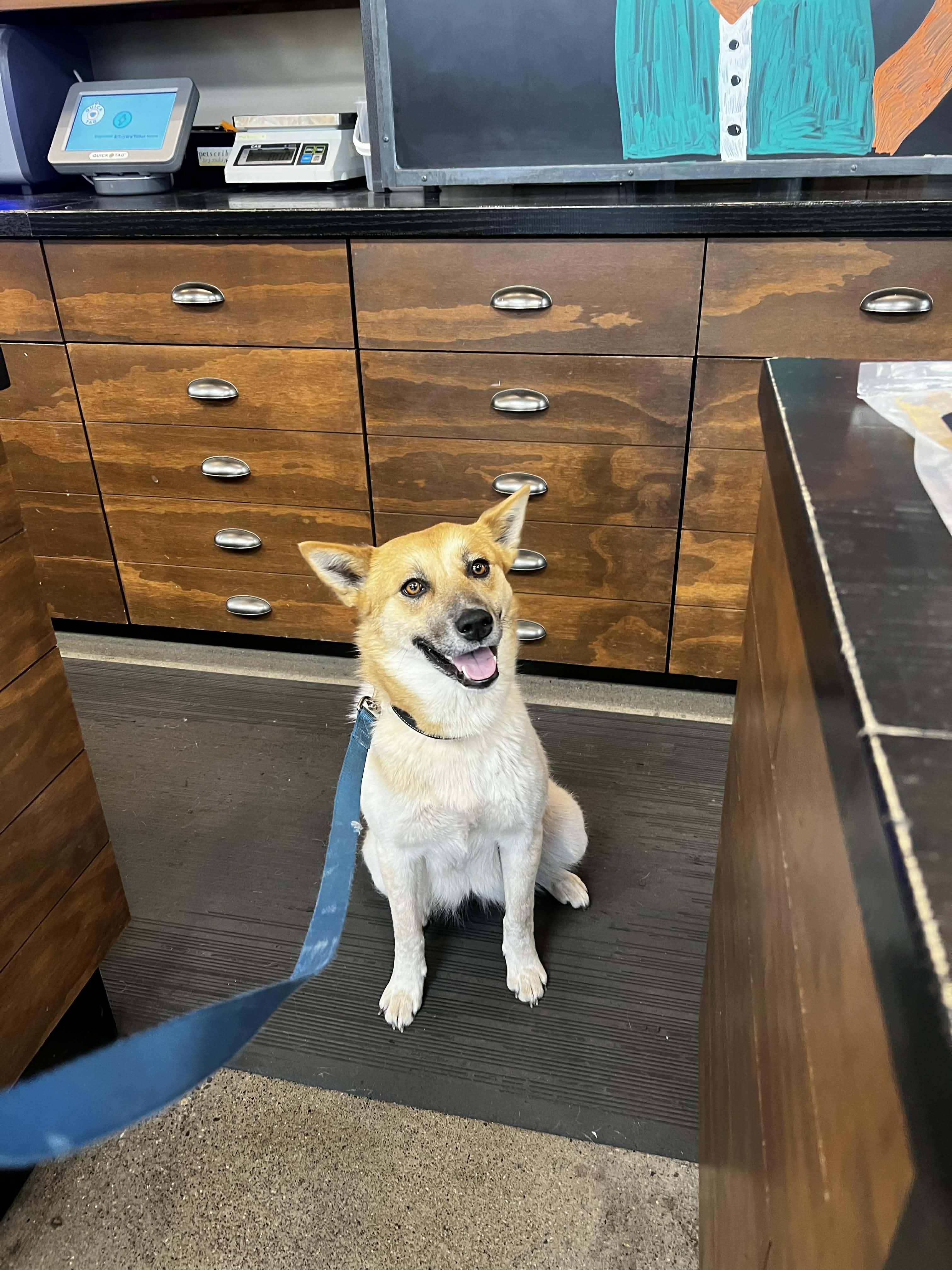 Momo , an adopted mixed breed in Bend, OR image 5/6