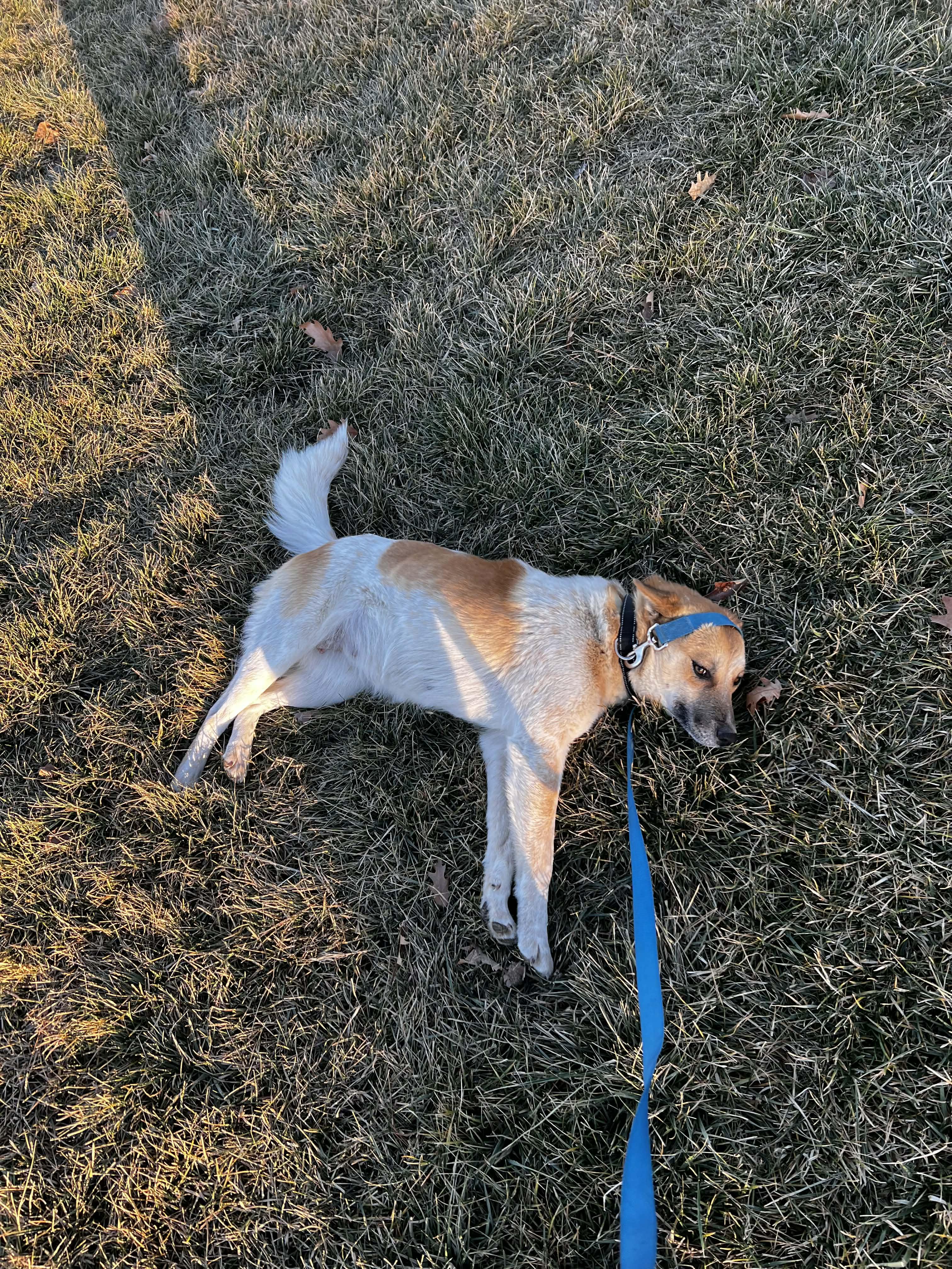 Momo , an adopted mixed breed in Bend, OR image 6/6