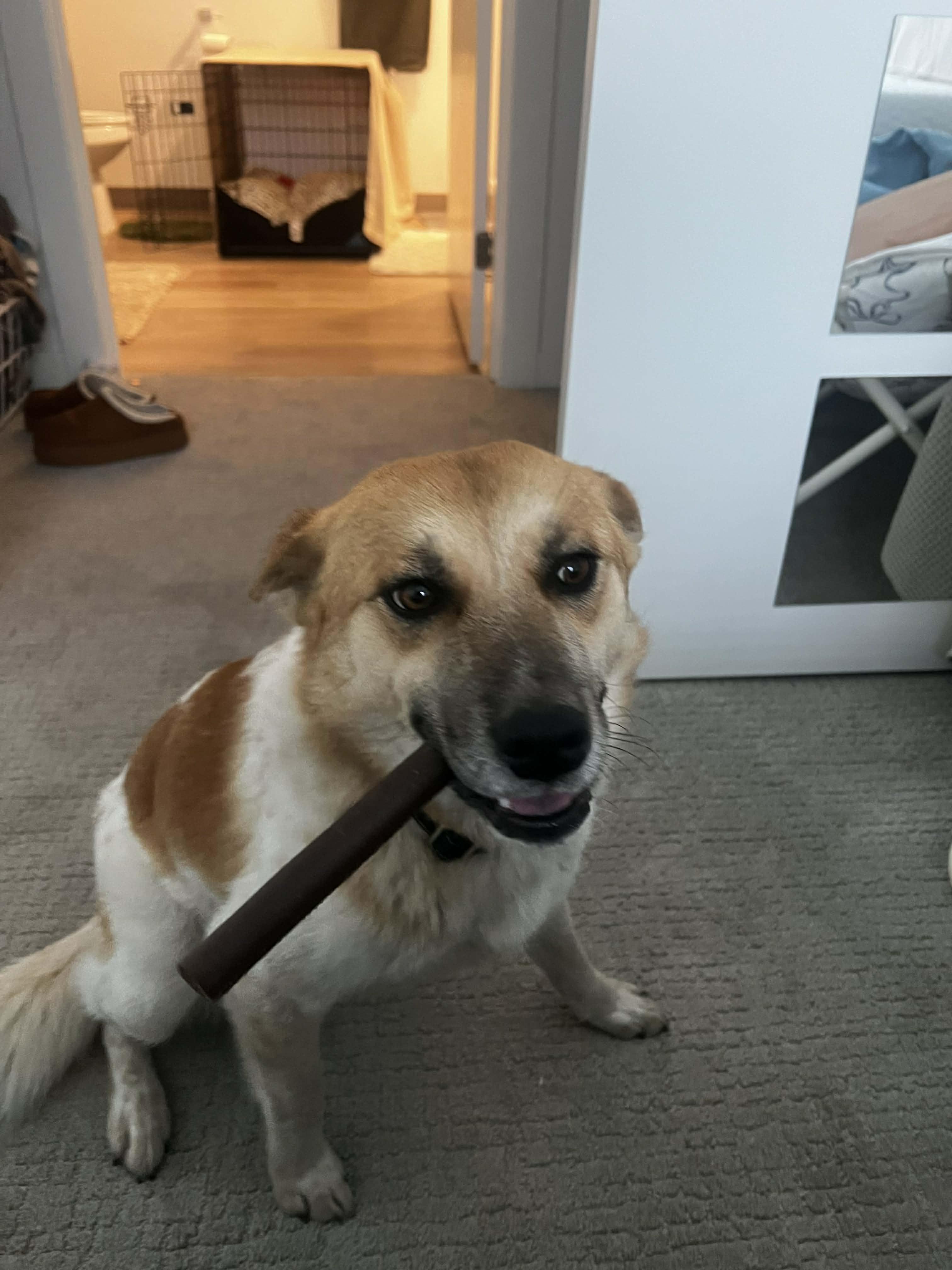 Momo , an adopted mixed breed in Bend, OR image 4/6