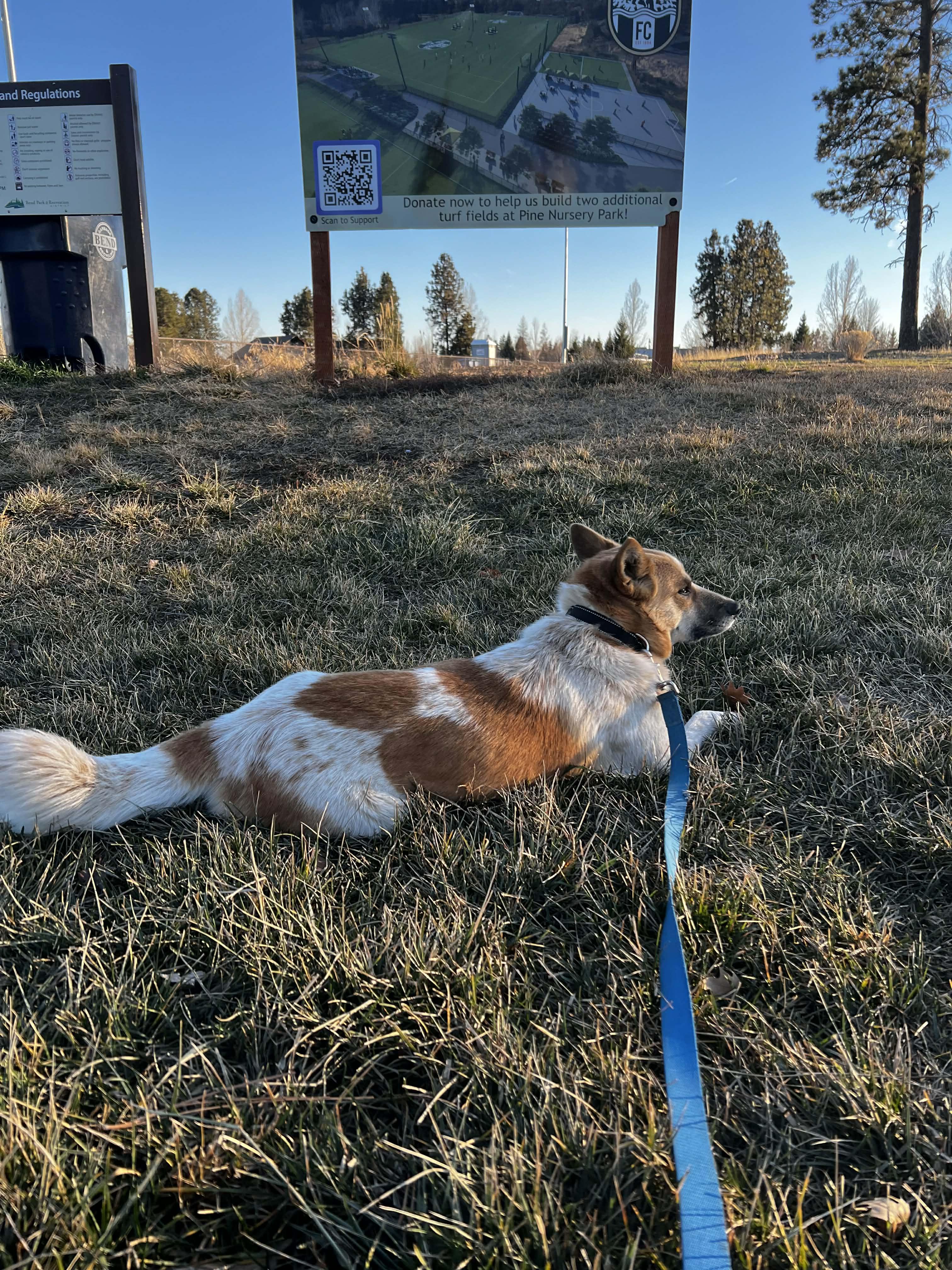 Momo , an adopted mixed breed in Bend, OR image 3/6