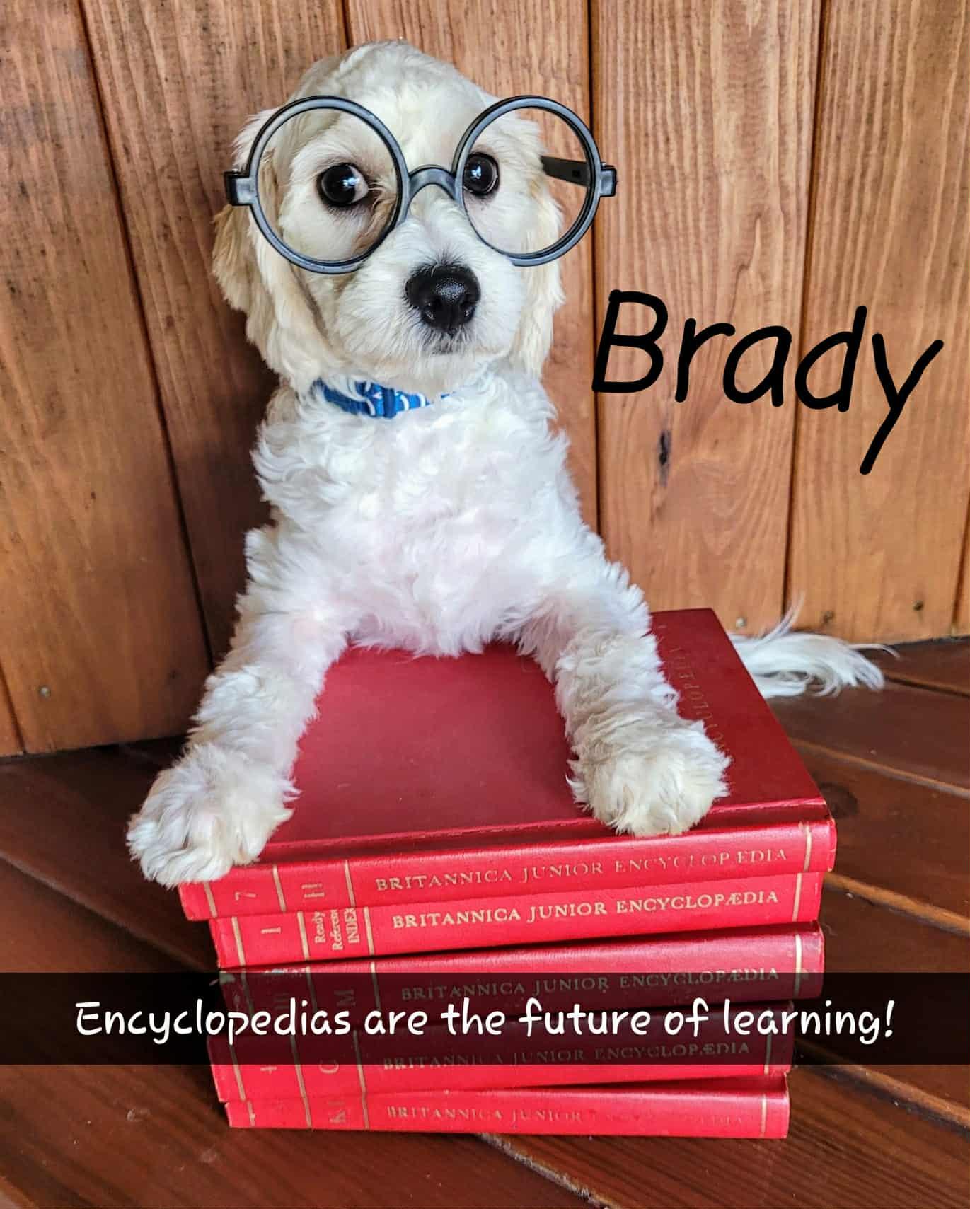 Brady, an adoptable Cavachon in Decorah, IA, 52101 | Photo Image 1