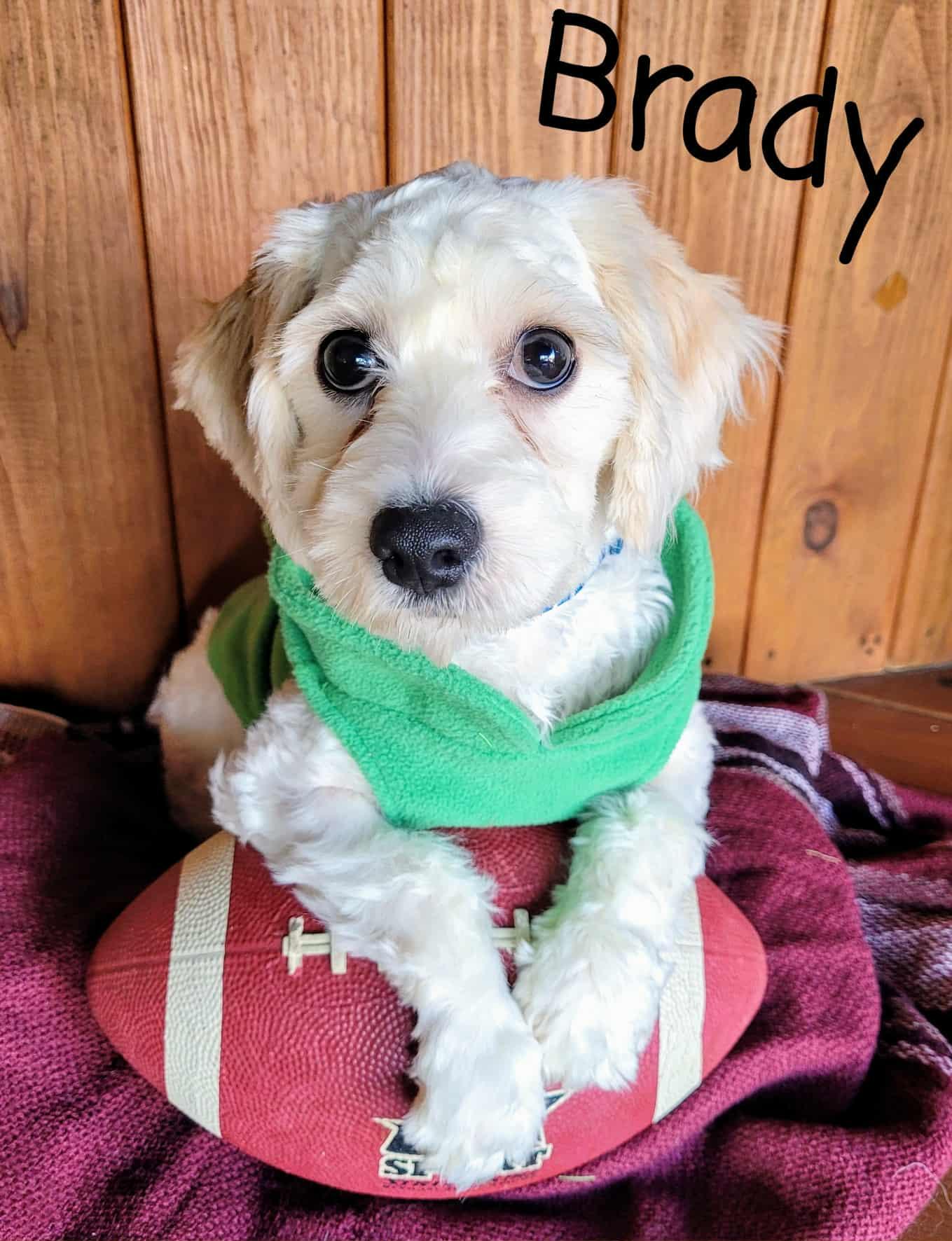 Brady, an adoptable Cavachon in Decorah, IA, 52101 | Photo Image 4