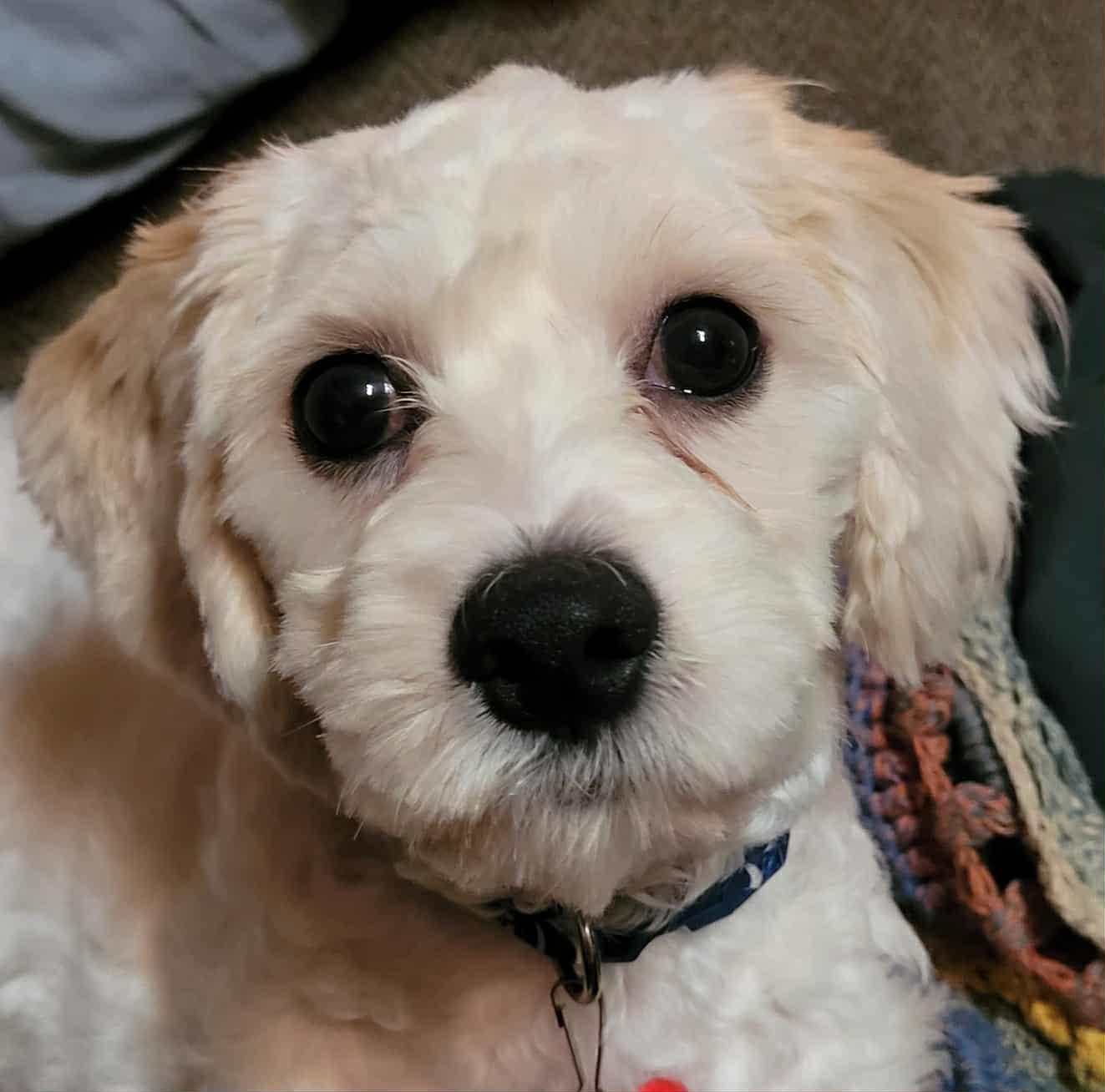 Brady, an adoptable Cavachon in Decorah, IA, 52101 | Photo Image 2