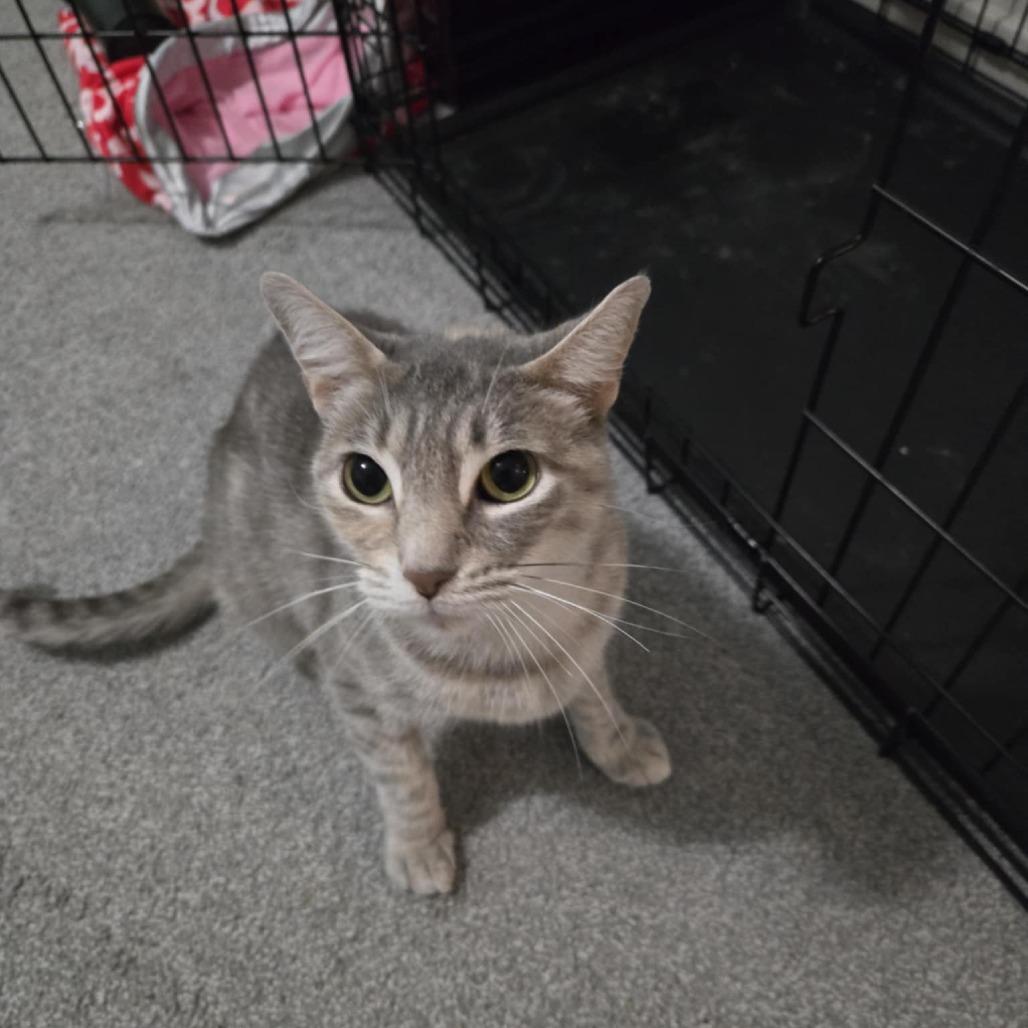 Ada, Adoptable, Adult Female Domestic Short Hair.