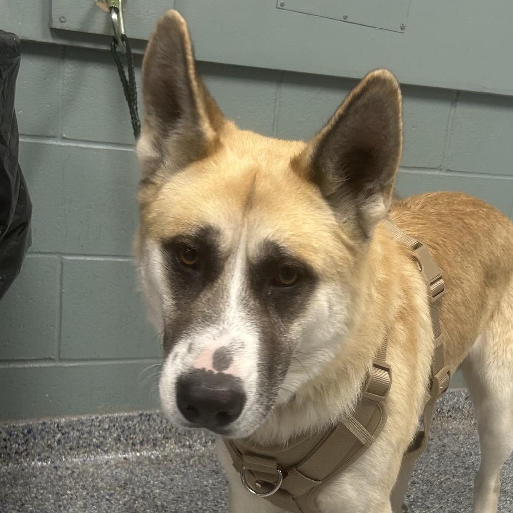 Enlarge Santa paws, a Adoptable mixed breed in Greenville, SC image 1/1