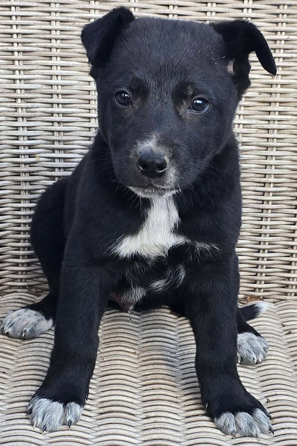 Sausage — thumbnail 3