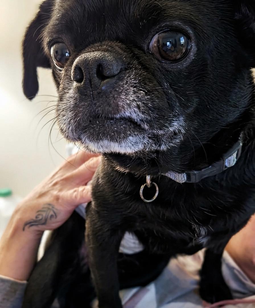Onyx, adopted, Adult Male Pug & Chihuahua.