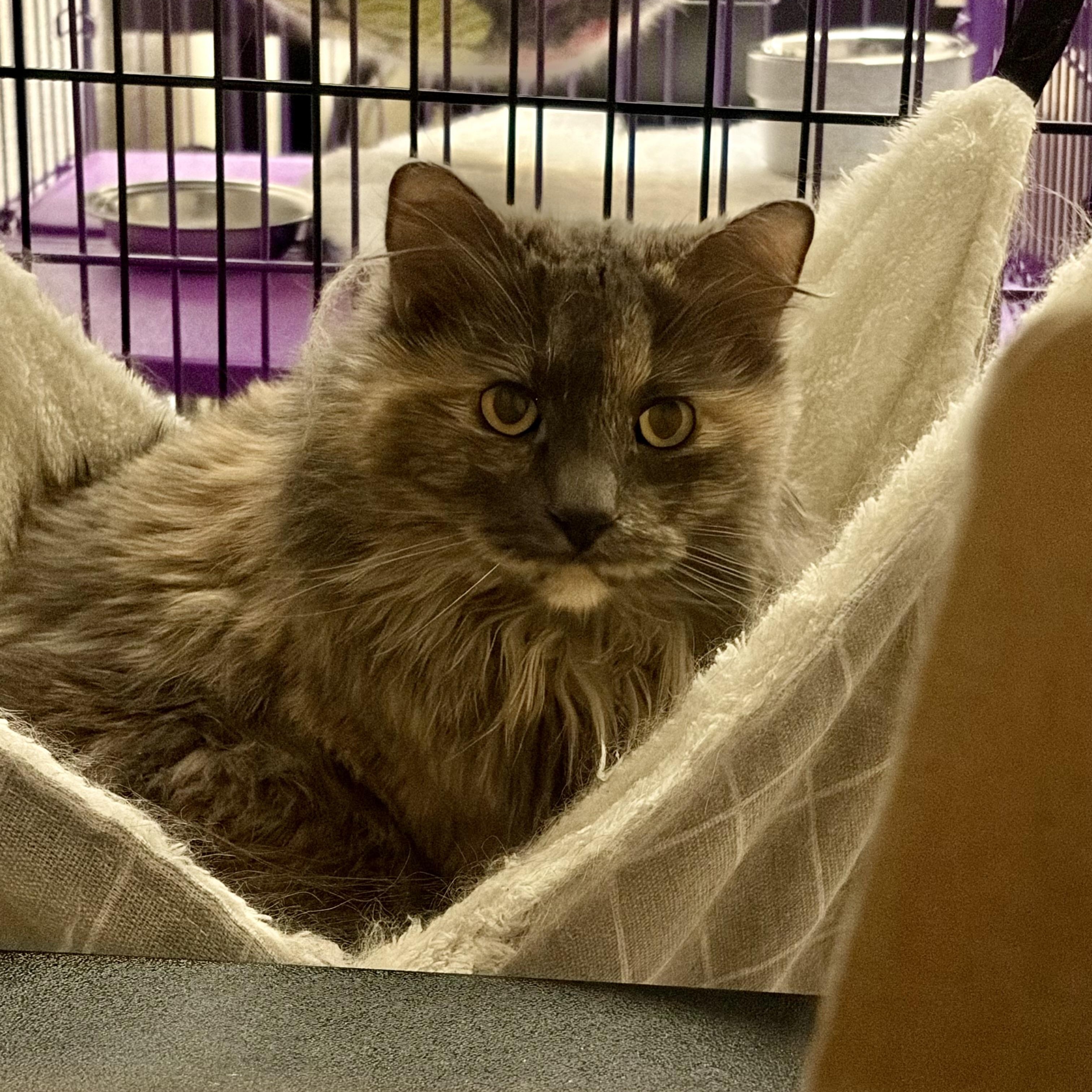 Peach, a Adoptable mixed breed in Springfield, OR image 1/4