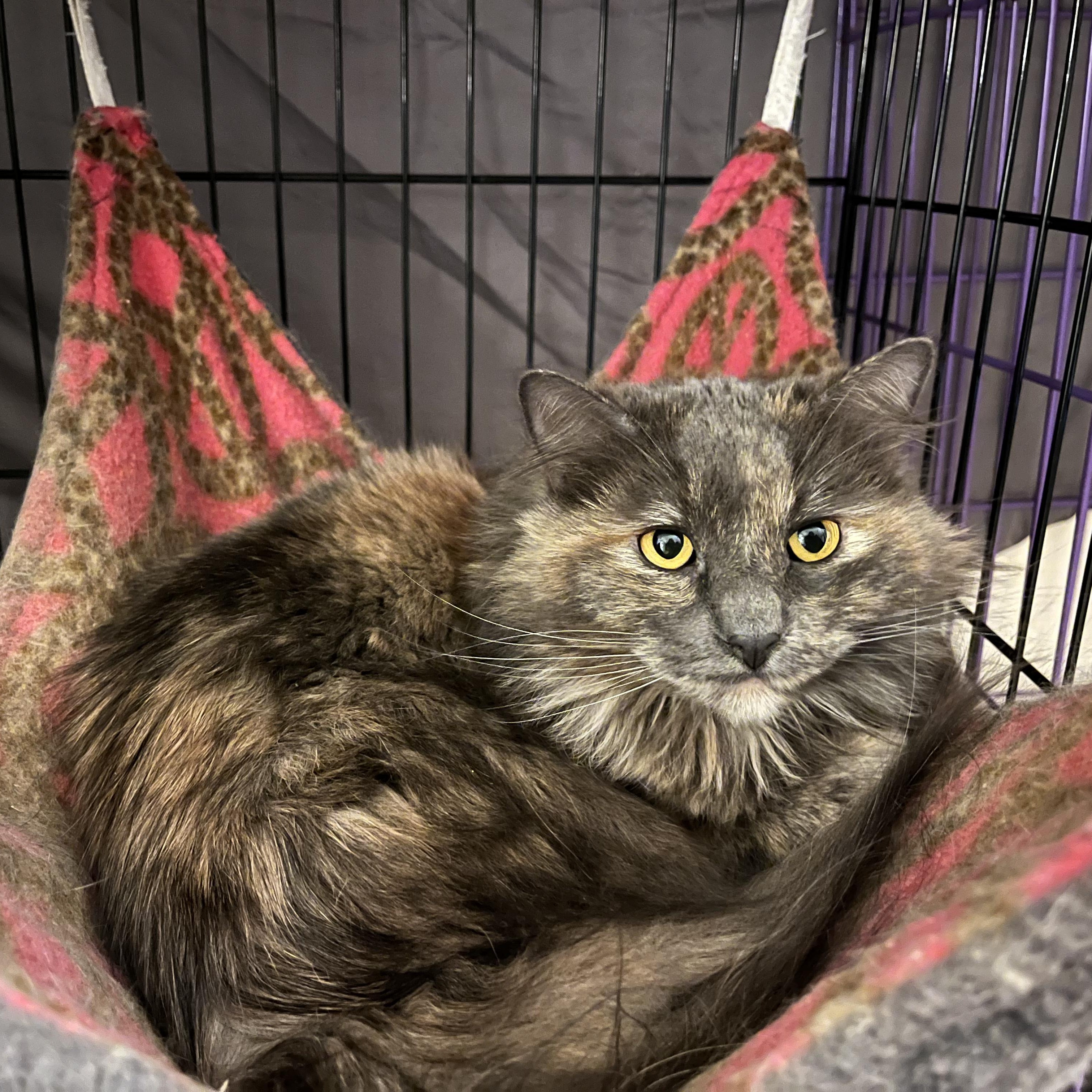 Peach, a Adoptable mixed breed in Springfield, OR image 2/4